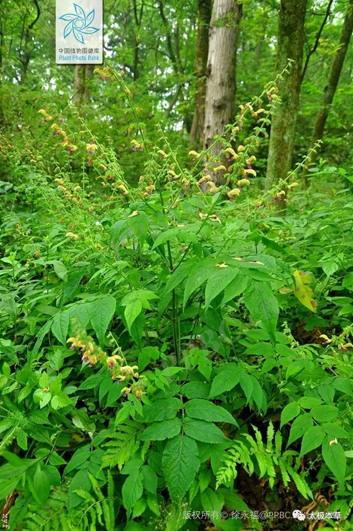 Dan Shen: A Valuable Herb for Heart Disease, Thrombosis Prevention, and Trauma Recovery