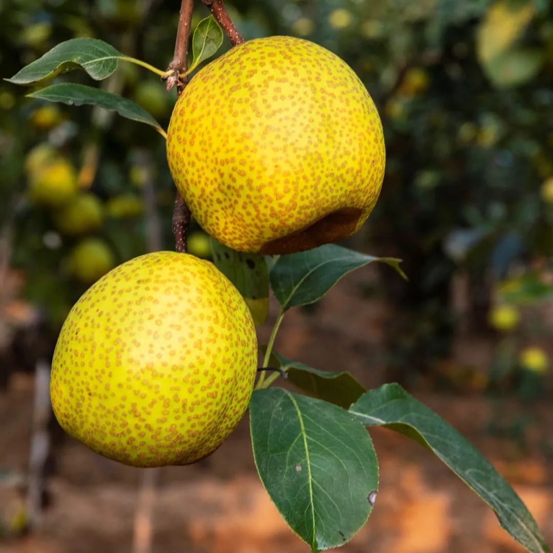 Nourishing Recipes for Spring: Beat Heat with Yin-Enhancing Drinks!