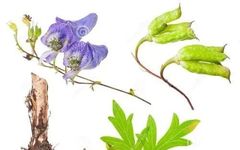 Daily Herb: Aconite (Fu Zi)