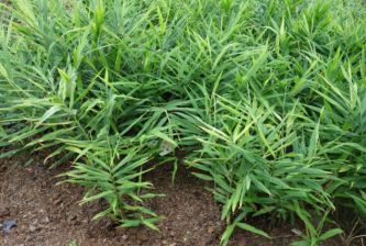 Ganjiang (Dried Ginger): A Comprehensive Overview