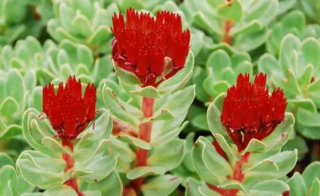 Boosting Qi with Astragalus: Doctors Recommend 5 Herbal Combinations for Better Results