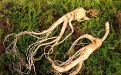 A Comprehensive Guide to Qi-Boosting Herbs and Their Applications