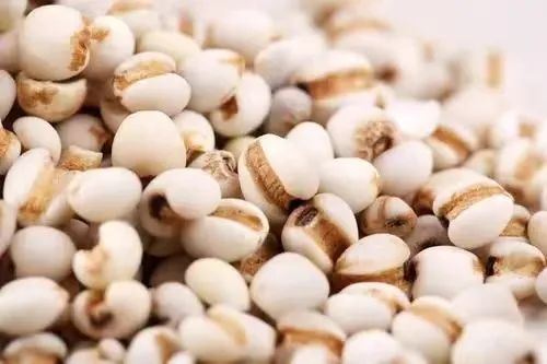 A Discussion on Coix Seed (Yi Yi Ren)