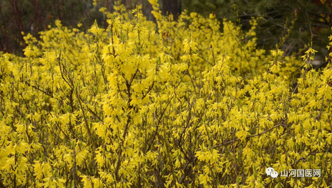 Traditional Chinese Medicine: Forsythia (Lián Qiáo)