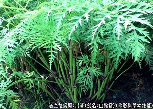 Traditional Chinese Medicine: Chuanxiong (Ligusticum Chuanxiong)