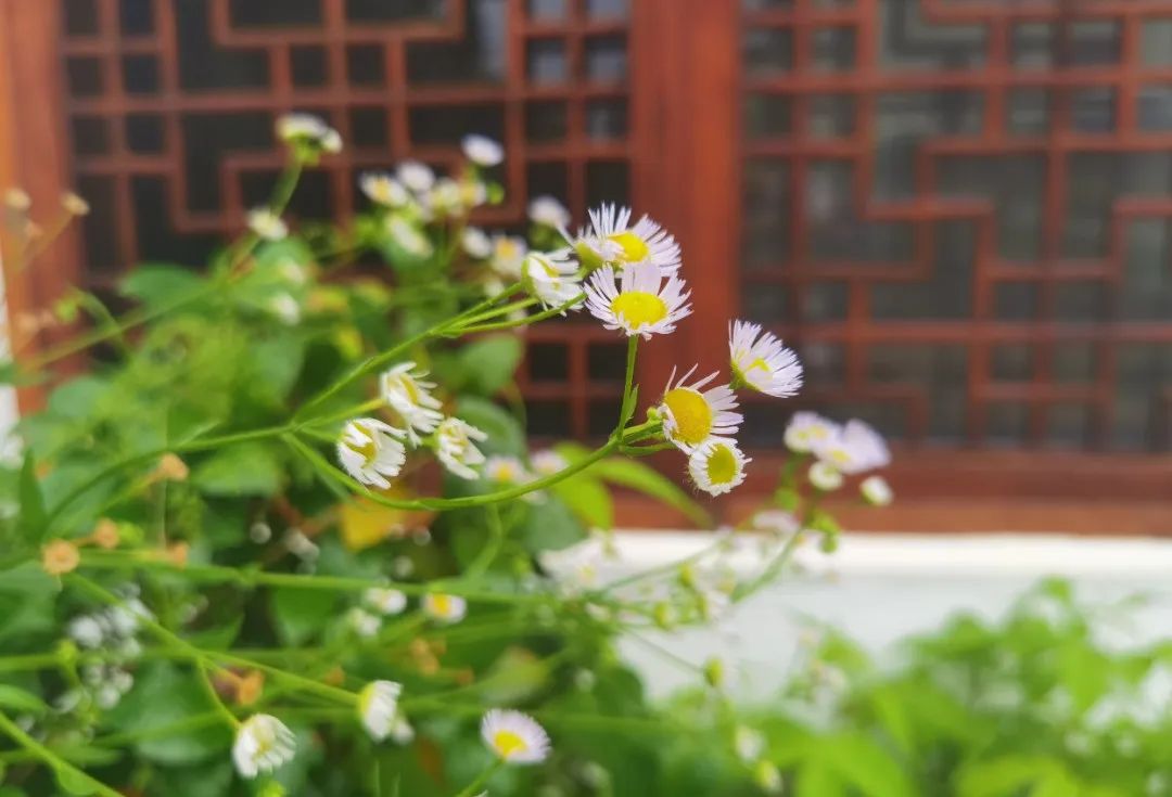 11 Classic Quotes from the Huangdi Neijing: Understanding the Wisdom of Health Preservation!