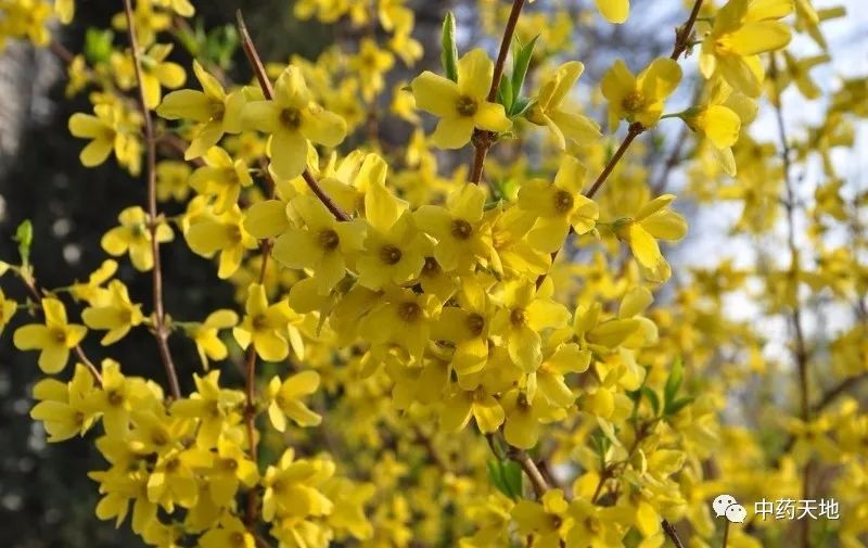 Clearing Heat and Detoxifying Herbs