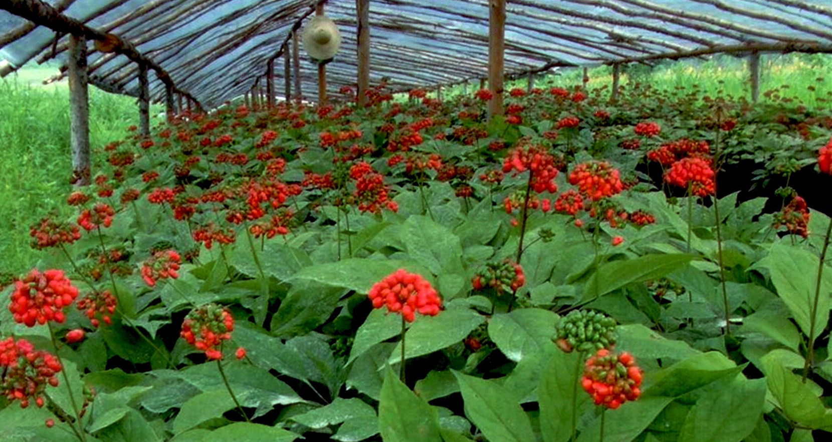 Daily Herb 31: Ginseng - How to Choose and Distinguish Wild Ginseng?