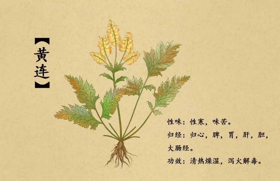 The Many Benefits of the Bitter Huang Lian (Coptis)