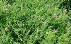 Astragalus: A Treasure for Health, Beneficial for Various Ailments!