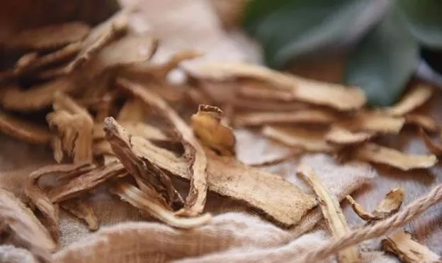 The Numerous Benefits of Angelica Sinensis for Women: Essential for This Group!
