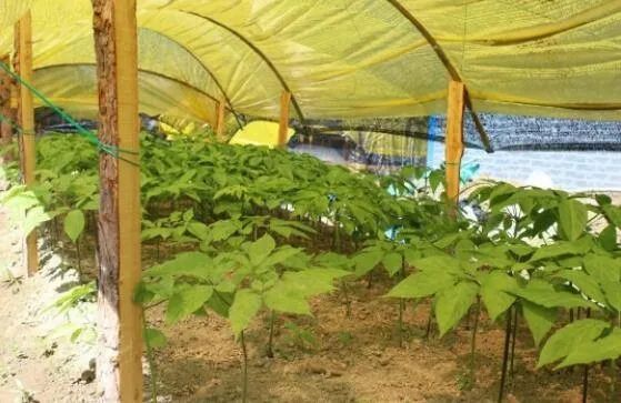 A Brief Discussion on Ginseng in Traditional Chinese Medicine