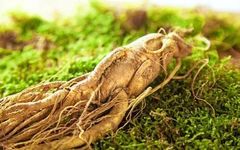 Understanding Ginseng: A Comprehensive Guide to Its Benefits and Uses in Traditional Chinese Medicine