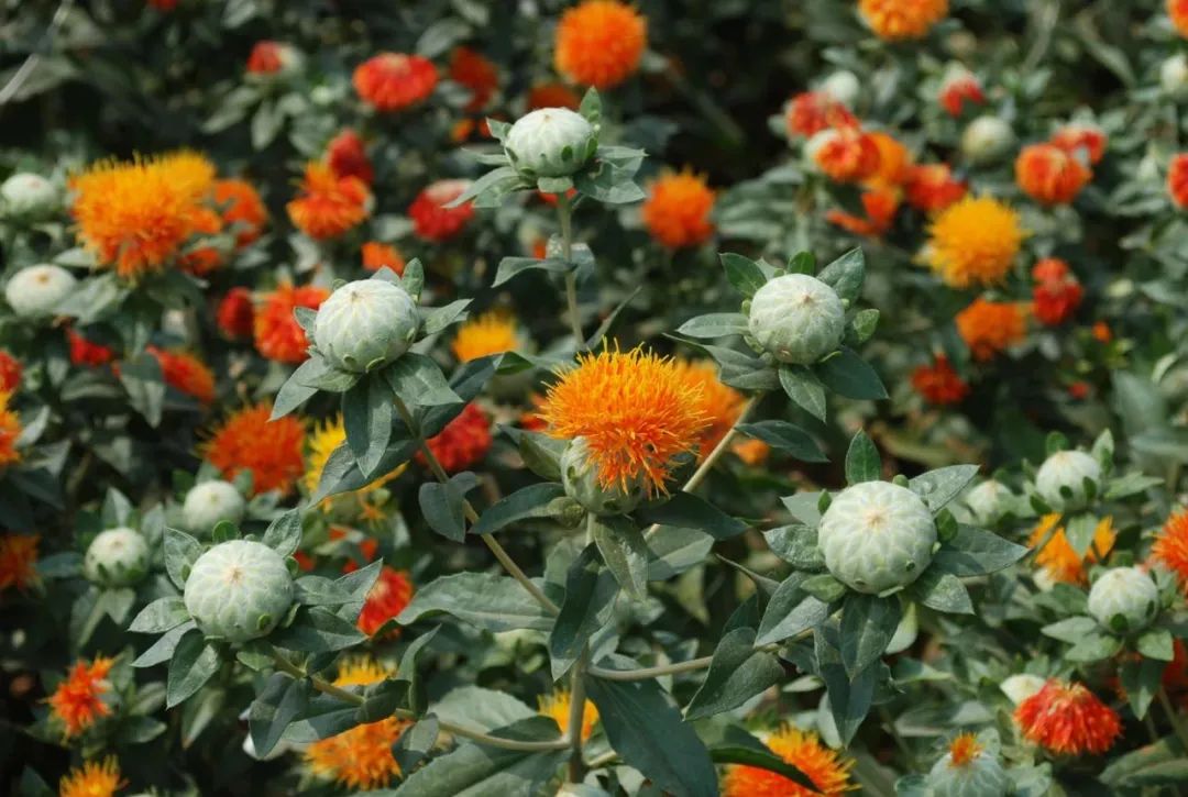 Distinguishing Between Honghua (Safflower) and Zanghonghua (Saffron) in Traditional Chinese Medicine