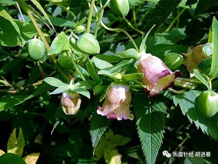 Daily Learning of a Chinese Herb: Dang Shen (Codonopsis)