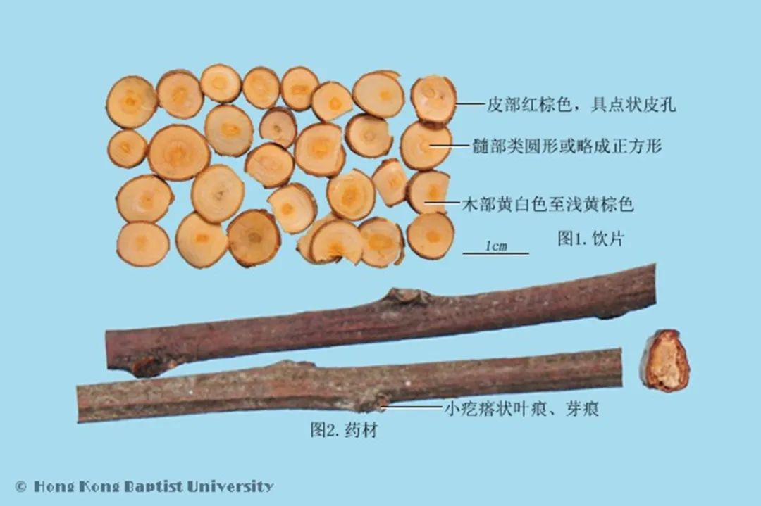 Distinguishing Between Gui Zhi and Rou Gui in Traditional Chinese Medicine