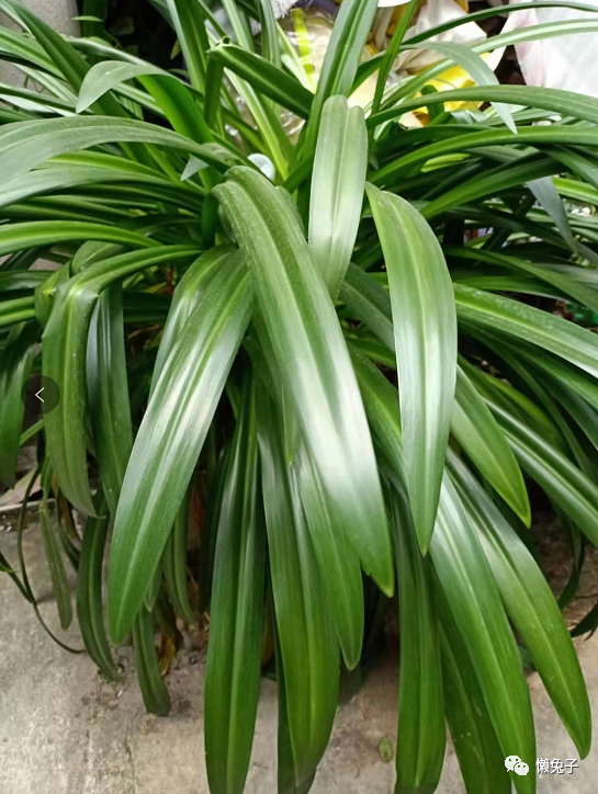 Case Study: The Miraculous Herb for Treating Ankle Sprains