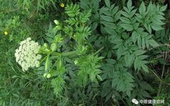 The Efficacy and Usage of Chuanxiong (Ligusticum chuanxiong) and Its Dietary Contraindications