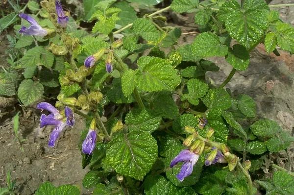 Understanding Common Chinese Medicinal Herbs for Cardiovascular Health