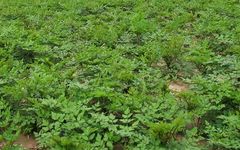Identification of Angelica Sinensis (Dong Gui)