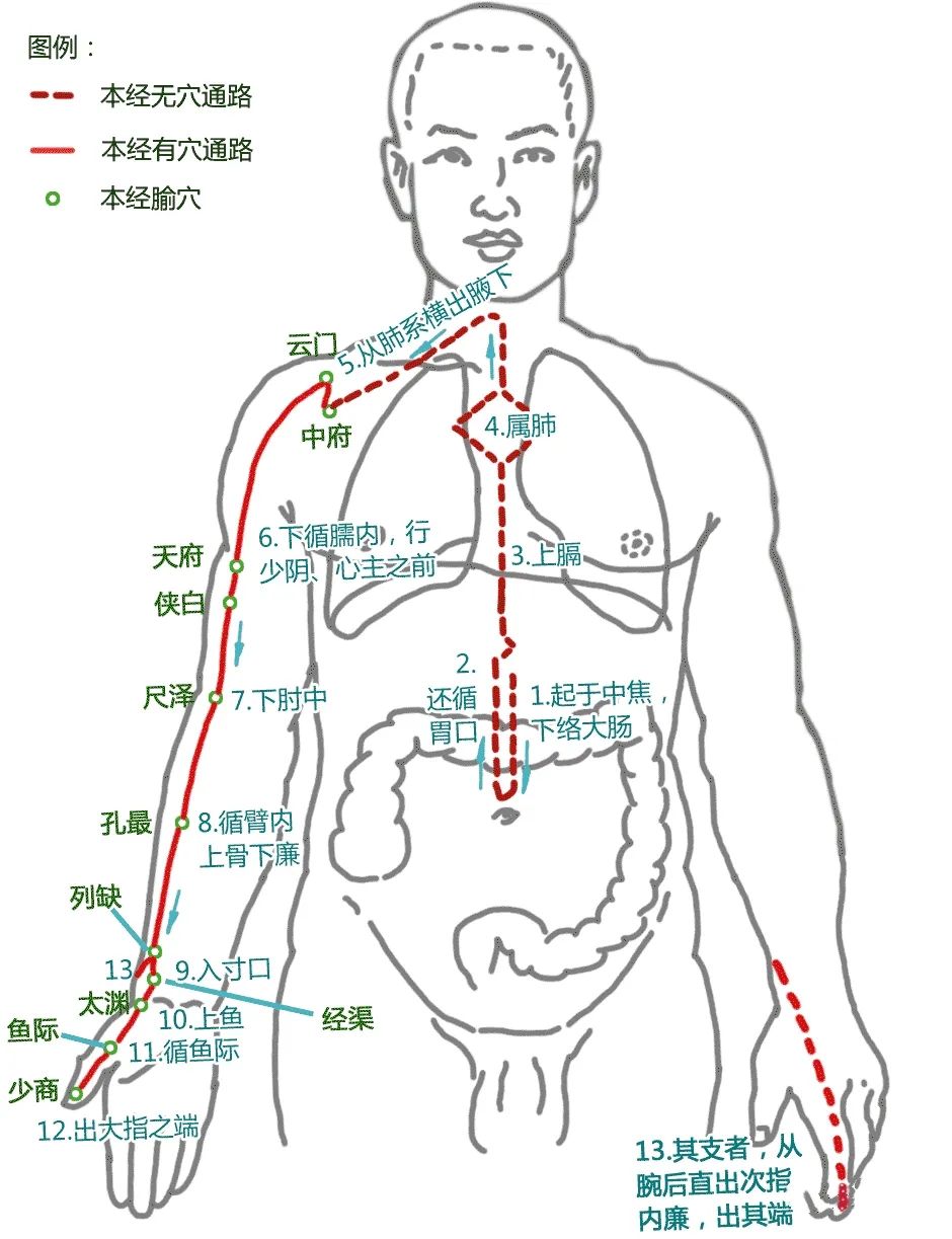 The Pathways of the Twelve Meridians and Acupuncture Points (Answer Version)