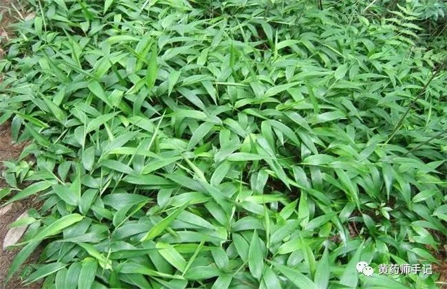 5 Commonly Confused Chinese Herbs: Is Dried Ginger Just Sun-Dried Fresh Ginger? Is Cinnamon the Same as Cassia?