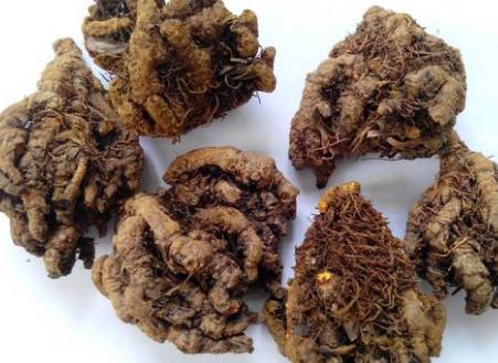 Essential Knowledge of Chinese Medicine: Huang Lian (Coptis)