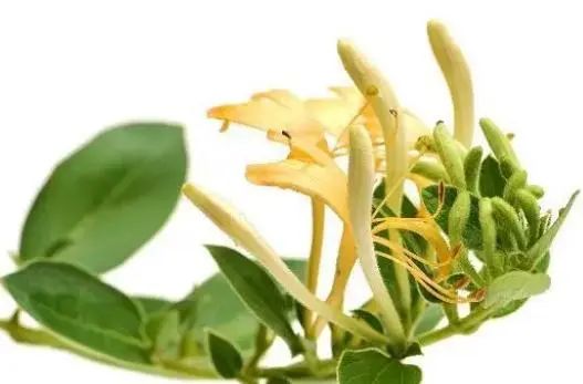 What Are the Benefits of Drinking Honeysuckle Tea? Key Points to Know to Avoid Misuse