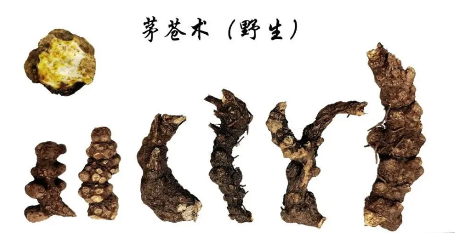 A Comprehensive Overview of Atractylodes (Cang Zhu) and Its Medicinal Value