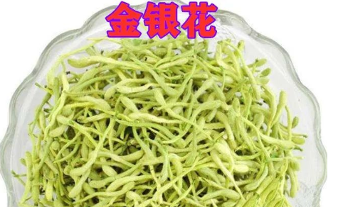 Daily Learning of Chinese Herbs - Honeysuckle