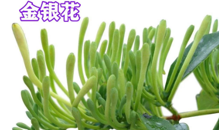 Daily Learning of Chinese Herbs - Honeysuckle