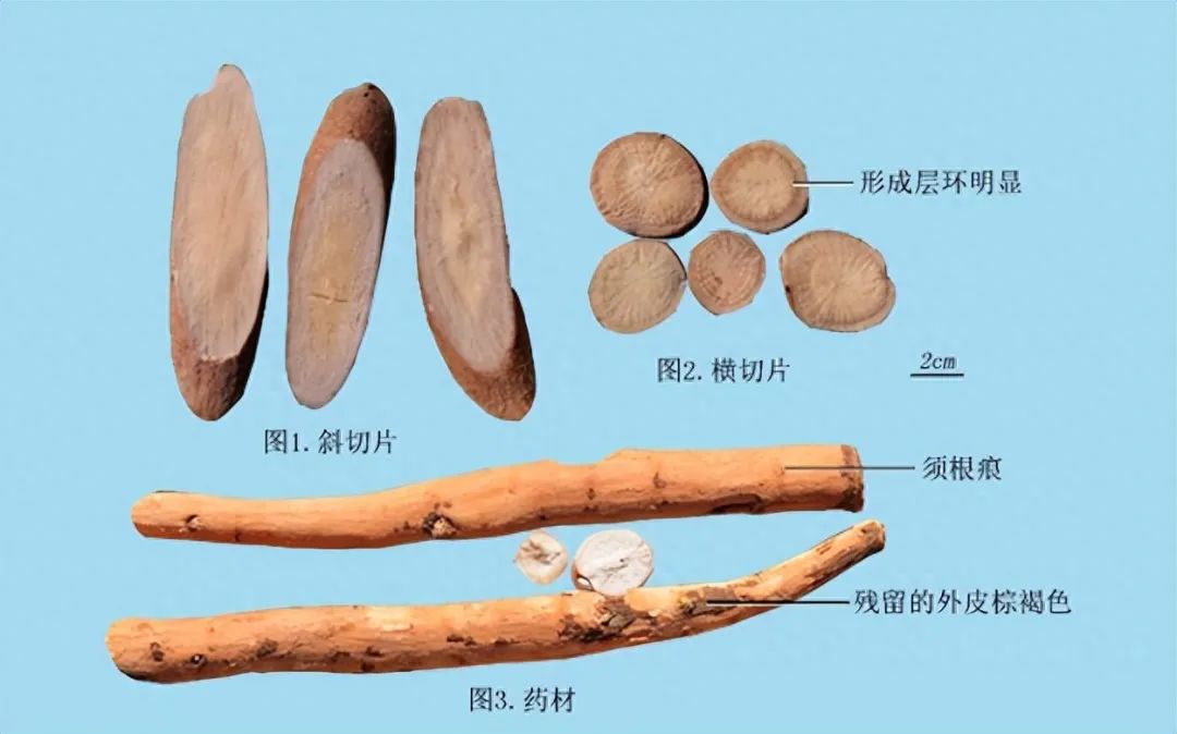 Identification of the Chinese Medicinal Herb Bai Shao (White Peony)