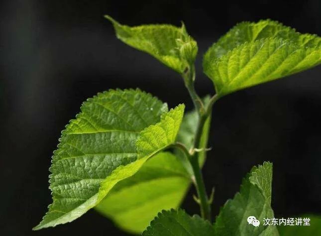 Understanding Wind-Heat Cold in Traditional Chinese Medicine