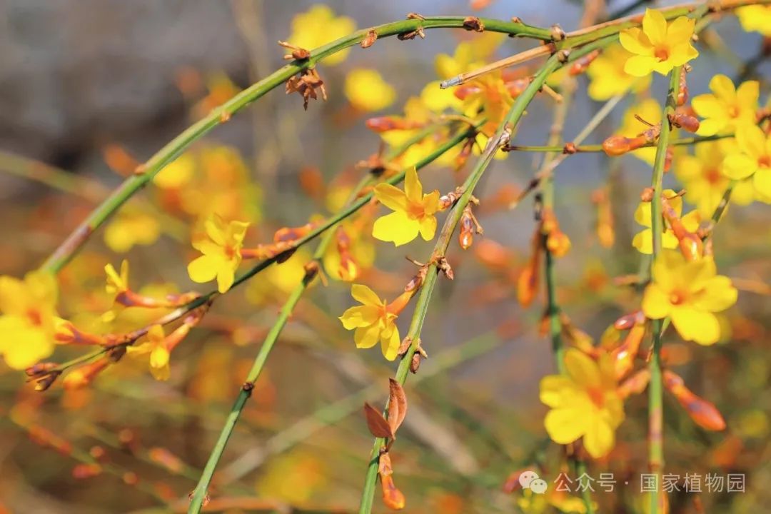 Spring or Forsythia? Distinguishing Their True Appearance