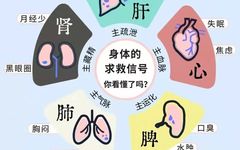 Comprehensive Health Guide for the Five Organs and Six Bowels