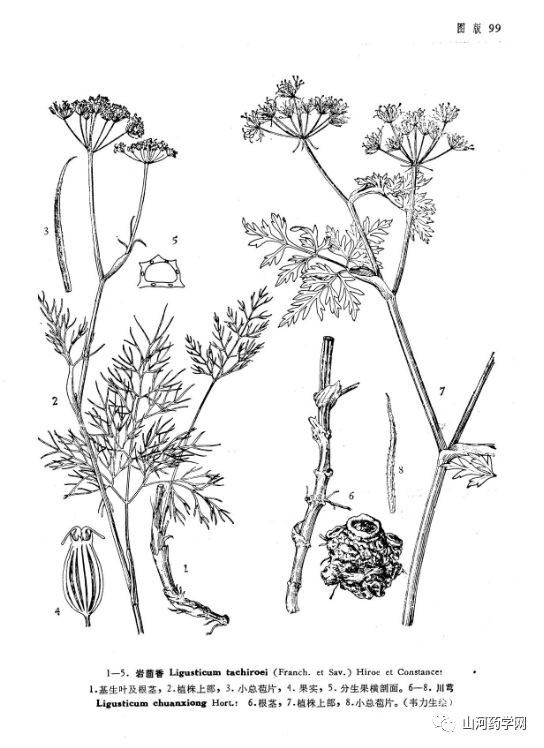 Traditional Chinese Medicine: Chuanxiong (Ligusticum Chuanxiong)