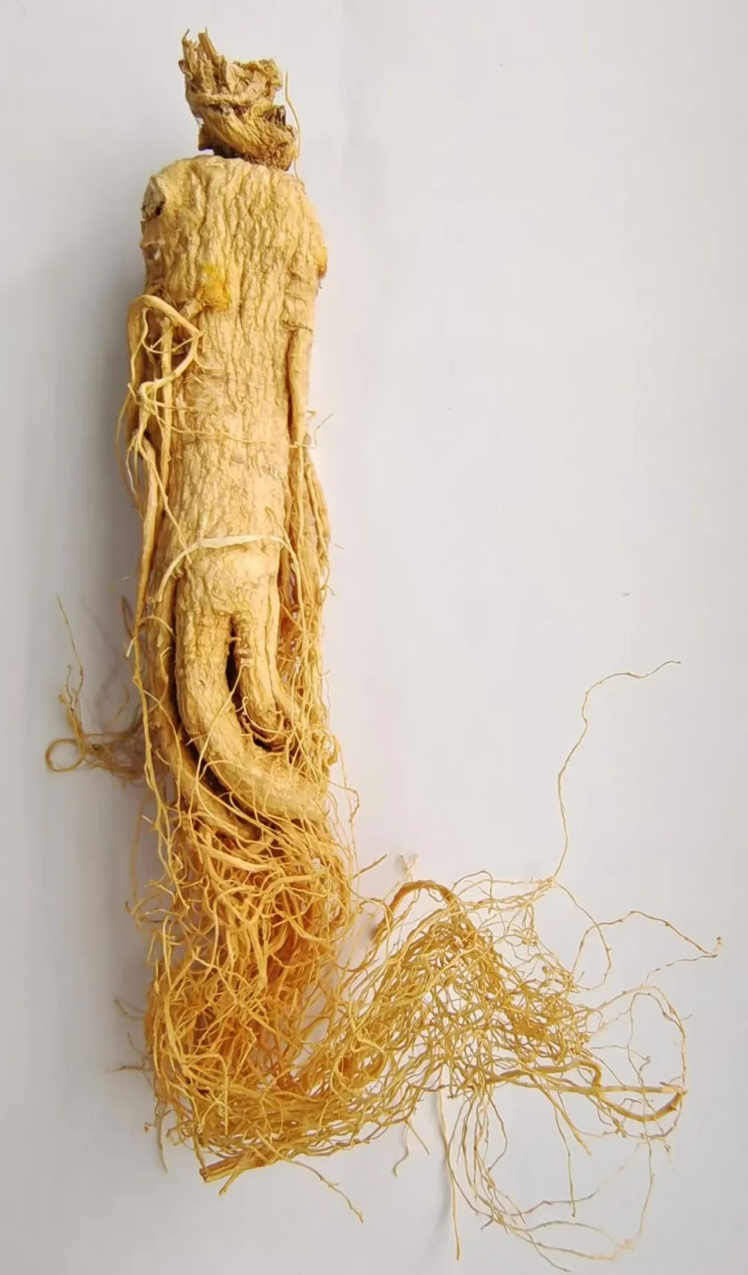 Understanding a Chinese Herbal Medicine Each Day: Ginseng