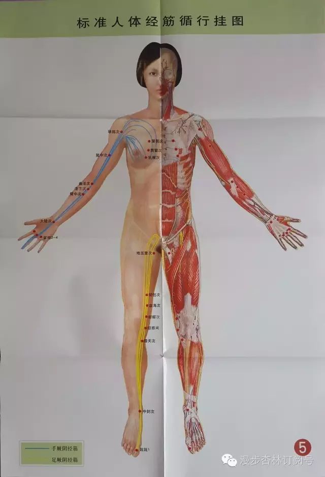 The Twelve Meridians and Their Corresponding Muscles