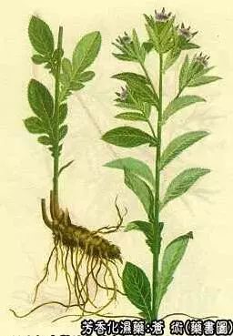 Traditional Chinese Medicine Herb: Cang Zhu (Atractylodes)