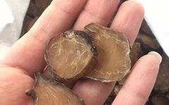 Learning Chinese Medicine from the Masters: Fu Zi (Aconite)