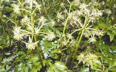 Essential Knowledge of Chinese Medicine: Huang Lian (Coptis)