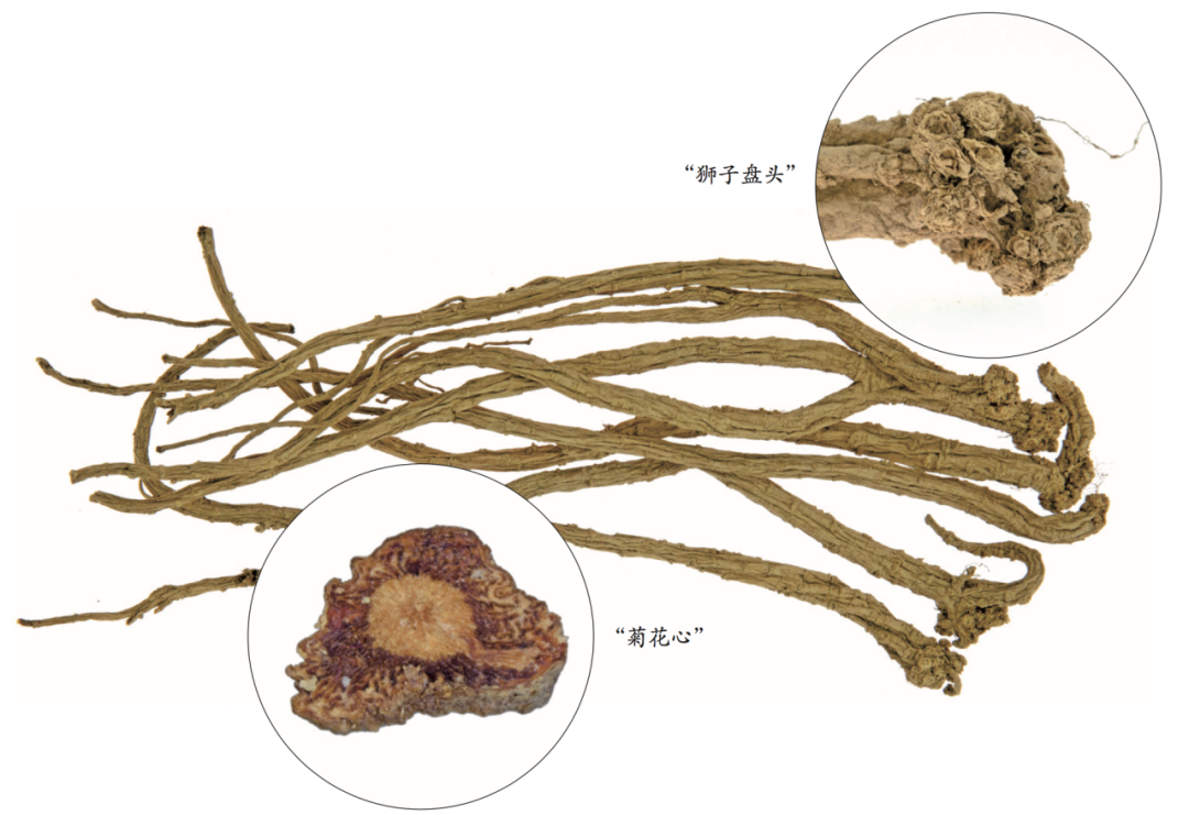 Exploring the Medicinal Qualities of Dang Shen (Codonopsis pilosula)