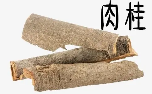 Daily Learning of Chinese Herbs - Cinnamon