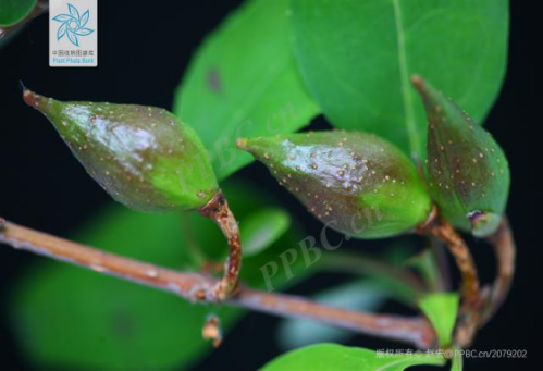 The Multifunctional Uses of Lianqiao: Qingqiao and Laoqiao