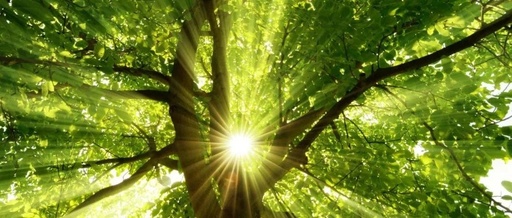 Shu Di Huang: A Vital Tonic for Kidney Essence | Zhang Xi-Chun's Insights