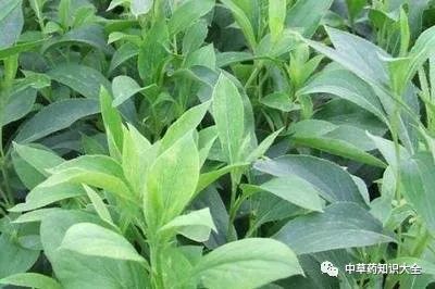 Traditional Chinese Medicine Herb: Cang Zhu (Atractylodes)
