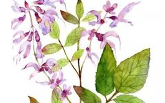 Understanding Danshen: A Comprehensive Overview