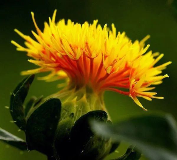 Safflower: Passionate and Versatile in Tea, Soup, Foot Soaks, and Medicine!
