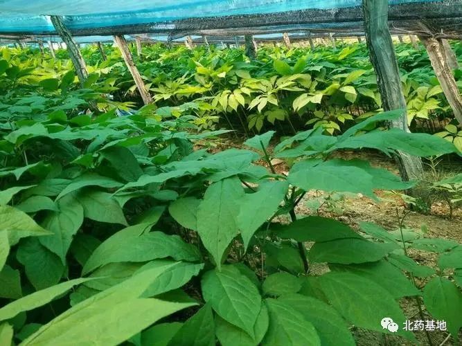 Ginseng | A Comprehensive Guide to Classification