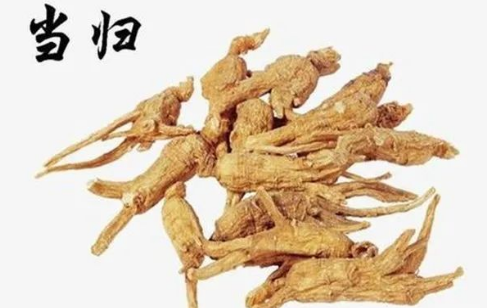 Daily Learning of a Chinese Herb: Angelica Sinensis